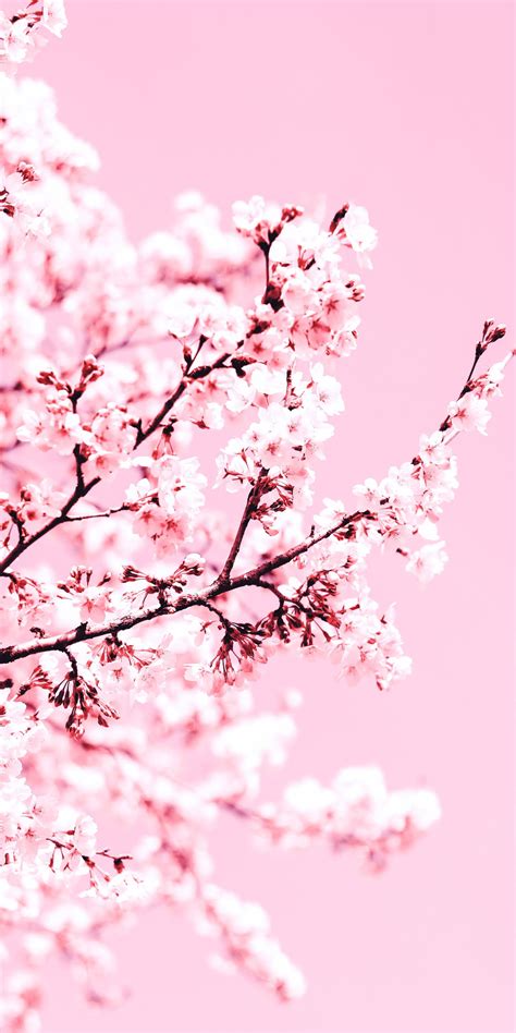 Cherry blossom wallpaper aesthetic