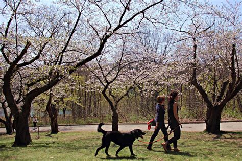 High Park Cherry Blossoms - SUSAN DRYSDALE