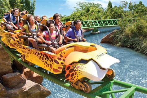 Cheetah Hunt | Busch Gardens Tampa Discount Tickets | Undercover Tourist