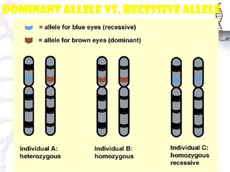 Dominant Allele