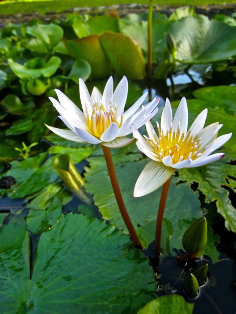 Lily pad blooms Water Flowers, Lily Pads, Nature Art, Lotus, Bloom, Lilies, Fingerprint, Plants ...