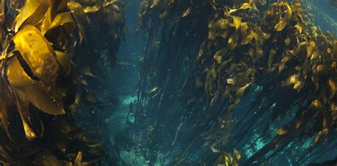 Kelps in southern Africa are thriving, but some key inhabitants of kelp ...