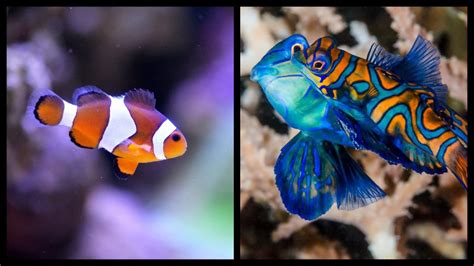 The Top 10 Cutest Fish in the World – Nature Blog Network