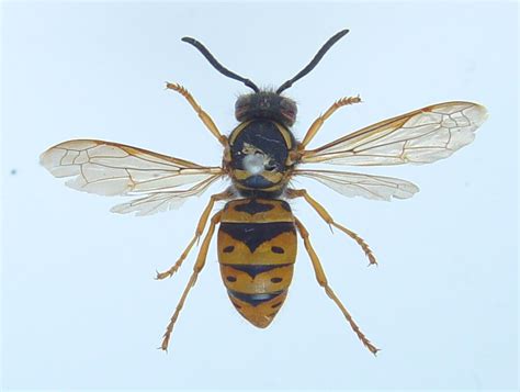 Hymenoptera Vespidae