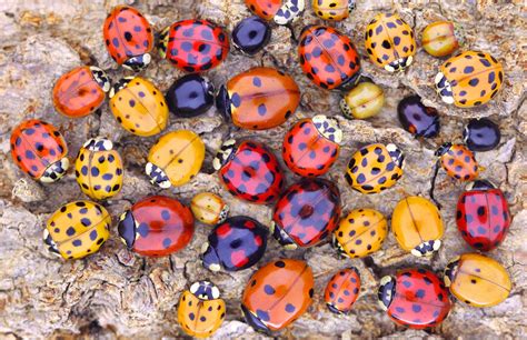 Do Ladybugs Come in Different Colors? How to Tell Them Apart