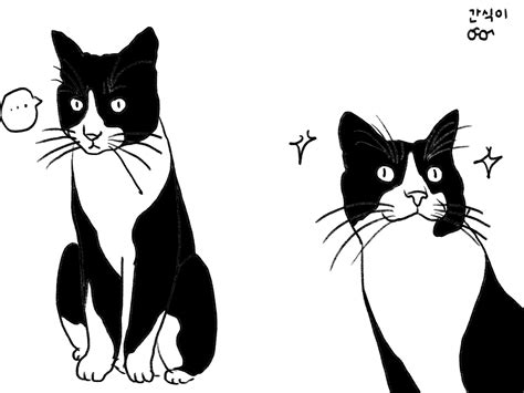 tuxedo cat