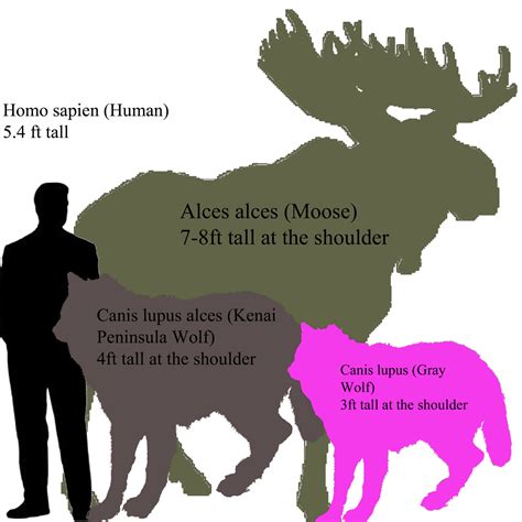 Abe's Animals: Sizes of a Moose, Human, Kenia peninsula wolf, and Gray wolf