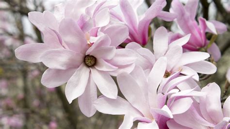 Pink magnolias wallpaper - Flower wallpapers - #42068