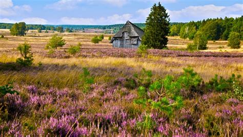 Ehrenamtliche pflegen die Lüneburger Heide | NDR.de - Nachrichten - Niedersachsen - Studio Lüneburg