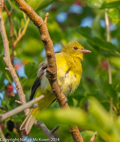 Photographing the Male Scarlet Tanager -My Nemesis Bird | Welcome to NancyBirdPhotography.com