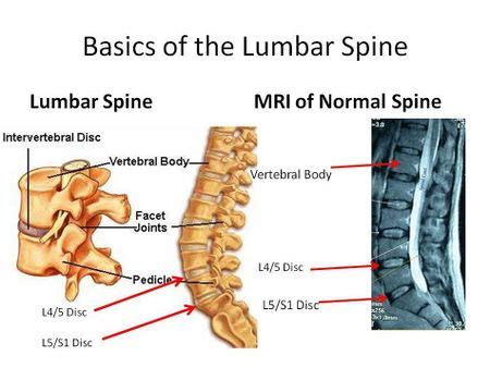 Lumbopelvic Rhythm - Physiopedia