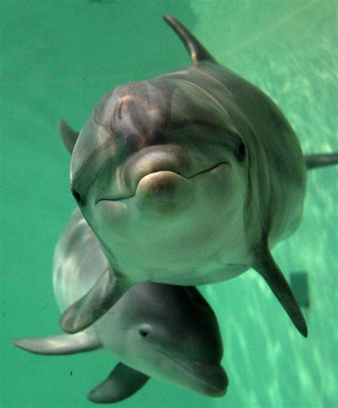 Researchers Find That Dolphins Call Each Other By 'Name' : The Two-Way ...