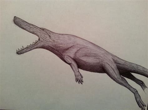 ambulocetus natans by spinosaurus1 on DeviantArt