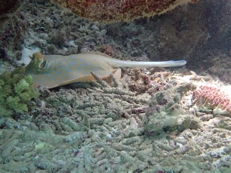 Snorkeling Rawa Island, Perhentian Islands | Snorkeling in Malaysia