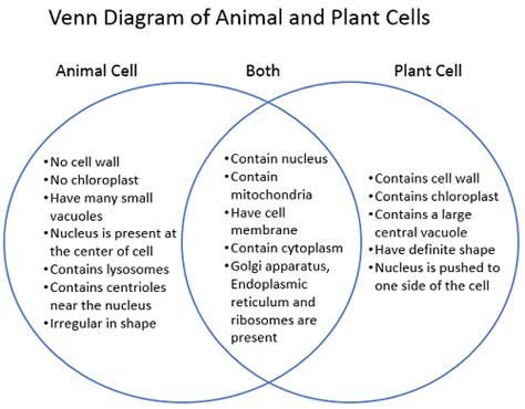 Animal Vs Plant Cells Venn Diagram