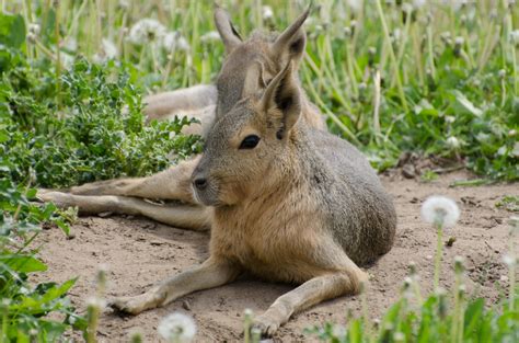 Patagonian Hare - Animals Free Stock Photo - Public Domain Pictures