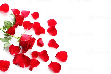 A red rose and scattered rose petals on a white background 1379373 ...