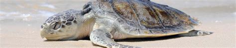 Wildlife Fact Sheets: Kemp’s Ridley Sea Turtle - Ocean Conservancy