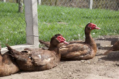 Muscovy | Ducks | Breed Information | Omlet