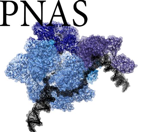 Cryo-EM structure of the replisome reveals multiple interactions coordinating DNA synthesis ...