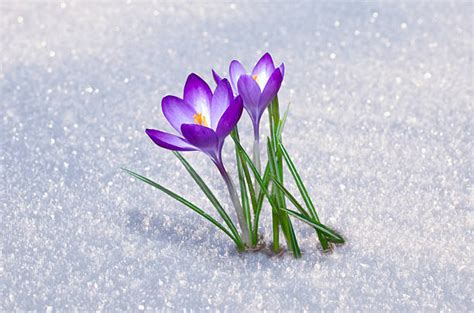 Best Crocus In Snow Stock Photos, Pictures & Royalty-Free Images - iStock