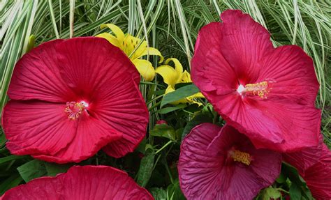 Beautiful blooms in Gayle's garden in South Carolina - FineGardening