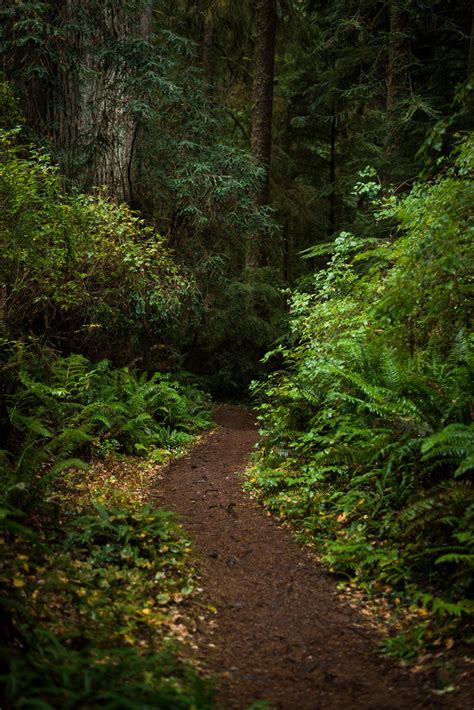 Expose Nature: Trail in the woods - Orick, California [OC] [1335x2000]