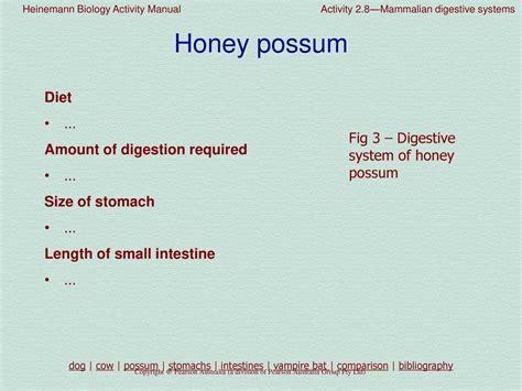 Comparison of mammalian digestive systems - ppt download