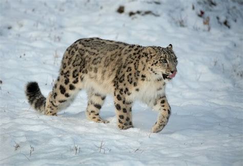 151 Snow Leopard Names – Animal Names