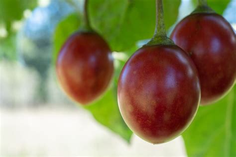 How To Grow Tamarillo Trees – A Complete Guide