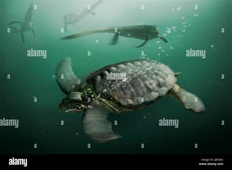 Archelon prehistoric sea turtle, illustration Stock Photo - Alamy