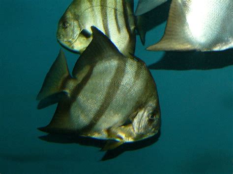 The Online Zoo - Atlantic Spadefish