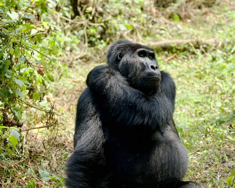 Virunga National Park is a Mountain Gorilla Heaven - Traveler Dreams