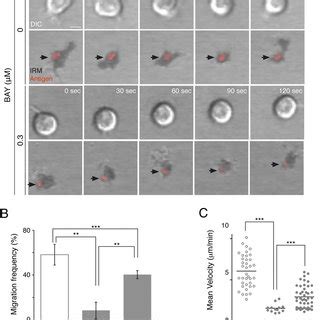 NM-II activity regulates vinculin function at the synapse. Primary MD4... | Download Scientific ...