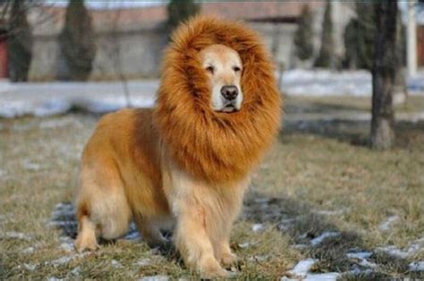 What Dog Breed Looks Like A Lion