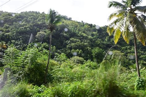 St Lucia Aerial Tram & Rainforest tour - St. Lucia Rain Forest, St ...