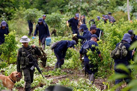 Farmers in Colombia relying on economic benefits of cocaine production - Business Insider