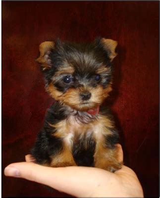 Full Grown Micro Teacup Yorkie