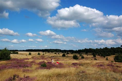 National Park De Hoge Veluwe, The Netherlands | Landscape photos ...