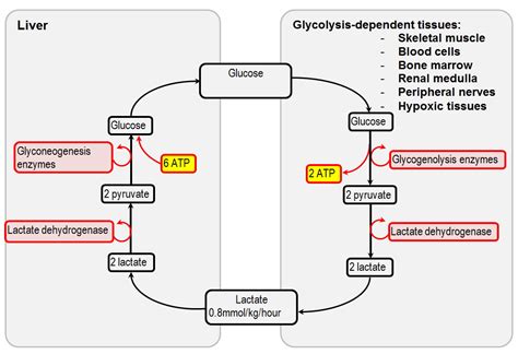 Metabolic origins and metabolic fate of lactate | Deranged Physiology