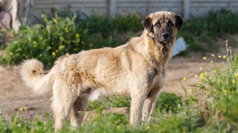 Anatolian Shepherd Dog - Price, Temperament, Life span