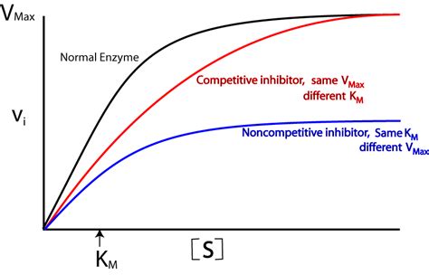 Enzyme Inhibitors | A Level Notes