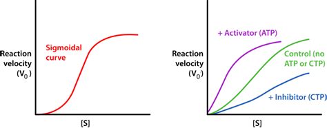 10.14: Control of Enzymatic Activity - Chemistry LibreTexts