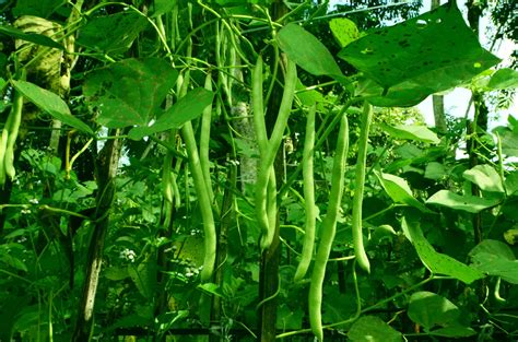 How To Grow Beans: Your Complete Guide - AZ Animals