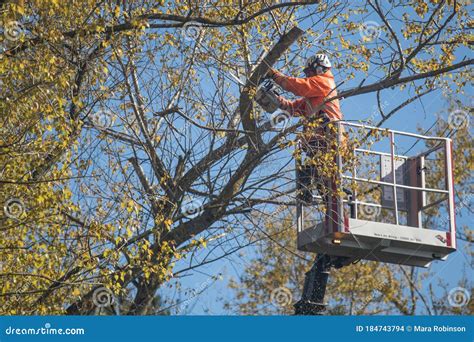 Tree Surgeon Climbing Tall Tree On Ropes Used Safety Equipment. Royalty-Free Stock Photo ...