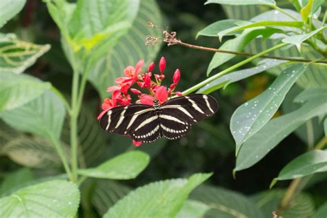 Zebra Butterfly | Smithsonian Photo Contest | Smithsonian Magazine