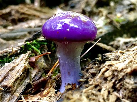 Purple mushroom season is here! : mycology