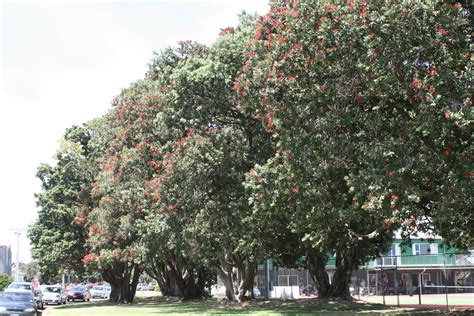 New Zealand Christmas Tree - Pohutukawa ~ Oldbear News