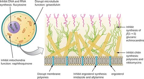 Mechanisms of Other Antimicrobial Drugs | Microbiology