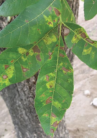 pecan tree leaves turning yellow - Halley Lovejoy